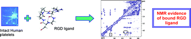Graphical abstract: Transferred-NOE NMR experiments on intact human platelets: receptor-bound conformation of RGD-peptide mimics