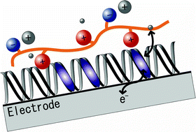 Graphical abstract: Immobilization of heptyl viologens in DNA strands both to inhibit dimerization and to accelerate quasi-reversible electron transfer reaction