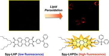 Graphical abstract: Swallow-tailed perylene derivative: a new tool for fluorescent imaging of lipid hydroperoxides