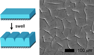 Graphical abstract: Creasing instability of surface-attached hydrogels