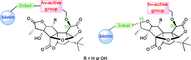 Graphical abstract: Synthesis of novel ginkgolide photoaffinity–biotin probes