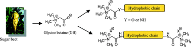 Graphical abstract: Glycine betaine as a renewable raw material to “greener” new cationic surfactants