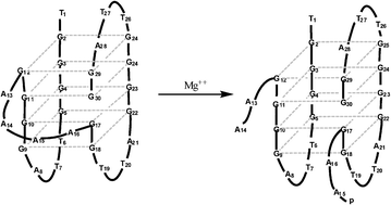 Graphical abstract: Site specific self-cleavage of certain assemblies of G-quadruplex