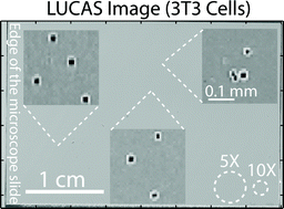 Graphical abstract: Ultra wide-field lens-free monitoring of cells on-chip
