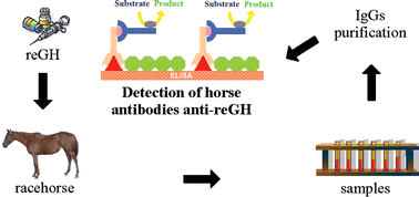 Graphical abstract: Detection of secondary biomarker of met-eGH as a strategy to screen for somatotropin misuse in horseracing