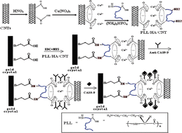 Graphical abstract: Poly-l-lysine/hydroxyapatite/carbon nanotube hybrid nanocomposite applied for piezoelectric immunoassay of carbohydrateantigen 19-9