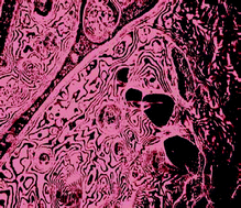 Graphical abstract: Designer amphiphiles based on para-acyl-calix[8]arenes