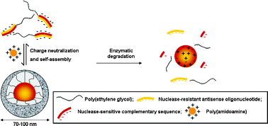 Graphical abstract: Synthesis and enzymatic stability of PEGylated oligonucleotide duplexes and their self-assemblies with polyamidoamine dendrimers