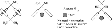 Graphical abstract: Metal-specific allosteric activation and deactivation of a diamine