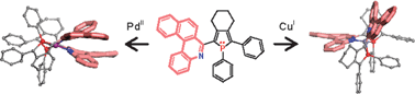 Graphical abstract: Stereoselective coordination of ditopic phospholyl-azahelicenes: a novel approach towards structural diversity in chiral π-conjugated assemblies