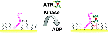 Graphical abstract: Electrochemical detection of kinase-catalyzed phosphorylation using ferrocene-conjugated ATP