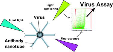 Graphical abstract: Virus assay using antibody-functionalized peptide nanotubes