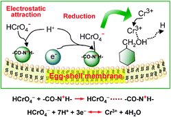 Graphical abstract: Sequential injection reductive bio-sorption of Cr(vi) on the surface of egg-shell membrane and chromium speciation with detection by electrothermal atomic absorption spectrometry