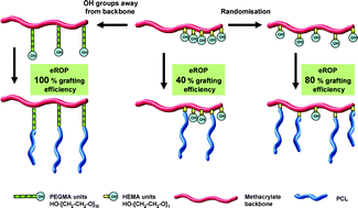 Graphical abstract: Grafting polymers by enzymatic ring opening polymerisation—maximising the grafting efficiency