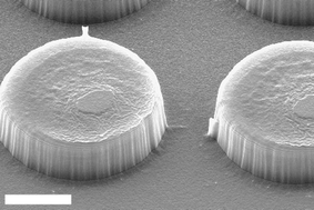 Graphical abstract: Digital microfluidics and delivery of molecular payloads with magnetic porous silicon chaperones