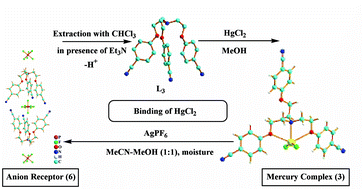 Graphical abstract: Binding of HgCl2 by tripodal ligands controlled by AgPF6: receptors for the PF6− anion