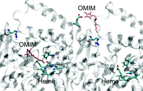 Graphical abstract: Ionic liquid effects on the activity of monooxygenase P450 BM-3