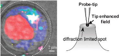 Graphical abstract: Intracellular applications of analytical SERS spectroscopy and multispectral imaging