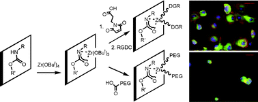 Graphical abstract: Controlling cell adhesion on polyurethanes
