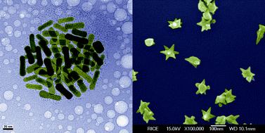 Graphical abstract: Shape-dependent plasmon resonances of gold nanoparticles