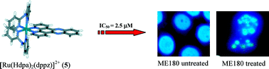 Graphical abstract: Non-covalent DNA binding and cytotoxicity of certain mixed-ligand ruthenium(ii) complexes of 2,2′-dipyridylamine and diimines