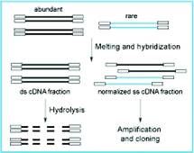 Graphical abstract: Normalization of full-length enriched cDNA