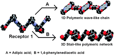 Graphical abstract: Recognition of dicarboxylic acids by 3,3′-bipyridine amide based receptors and its supramolecular behavior in solid state