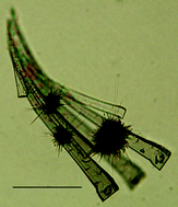 Graphical abstract: Structure of a lead urate complex and its effect on the nucleation of monosodium urate monohydrate