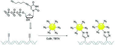 Graphical abstract: Chain-like assembly of gold nanoparticles on artificial DNA templates via ‘click chemistry’