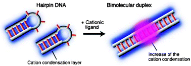 Graphical abstract: Capture of cationic ligands bound diffusely to base pairs during DNA refolding