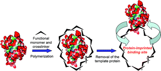 Graphical abstract: Molecular imprinting of proteins emerging as a tool for protein recognition