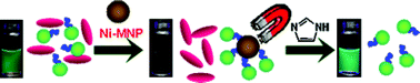Graphical abstract: Decoration of superparamagnetic iron oxide nanoparticles with Ni2+: agent to bind and separate histidine-tagged proteins