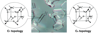 Graphical abstract: Guest-induced topological polymorphism of pseudo-cubic hydrogen bond networks—robust and adaptable supramolecular synthon