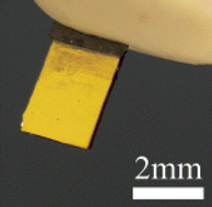Graphical abstract: Label-free flow-enhanced specific detection ofBacillus anthracis using a piezoelectric microcantilever sensor