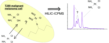 Graphical abstract: Hydrophilic interaction liquid chromatography (HILIC) coupled to inductively coupled plasma mass spectrometry (ICPMS) utilizing a mobile phase with a low-volatile organic modifier for the determination of cisplatin, and its monohydrolyzed metabolite