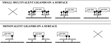 Graphical abstract: Promotion of sugar–lectin recognition through the multiple sugar presentation offered by regioselectively addressable functionalized templates (RAFT): a QCM-D and SPR study