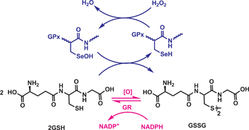 Graphical abstract: Thiol cofactors for selenoenzymes and their synthetic mimics