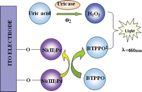 Graphical abstract: An electrochemiluminescent biosensor for uric acid based on the electrochemiluminescence of bis-[3,4,6-trichloro-2-(pentyloxycarbonyl)-phenyl] oxalate on an ITO electrode modified by an electropolymerized nickel phthalocyanine film