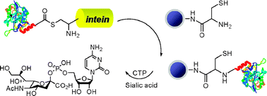 Graphical abstract: Site-specific immobilization of CMP-sialic acid synthetase on magnetic nanoparticles and its use in the synthesis of CMP-sialic acid