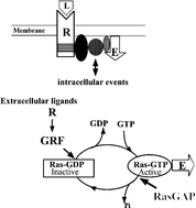 Graphical abstract: RasGAPs: a crucial regulator of extracellular stimuli for homeostasis of cellular functions