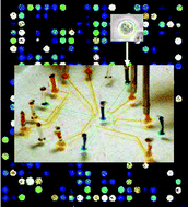 Graphical abstract: Integrating whole transcriptome assays on a lab-on-a-chip for single cell gene profiling