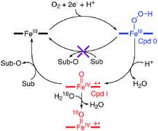 Graphical abstract: Direct evidence for an iron(iv)-oxo porphyrin π-cation radical as an active oxidant in catalytic oxygenation reactions