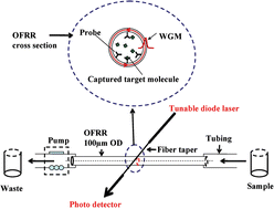 Graphical abstract: Opto-fluidic micro-ring resonator for sensitive label-free viral detection