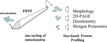 Graphical abstract: Separation of mitochondria by flow field-flow fractionation for proteomic analysis
