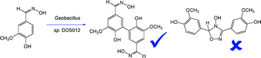 Graphical abstract: Studies of nitrile oxide cycloadditions, and the phenolic oxidative coupling of vanillin aldoxime by Geobacillus sp. DDS012 from Italian rye grass silage