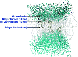 Graphical abstract: Molecular dynamics simulations of DiI-C18(3) in a DPPC lipid bilayer