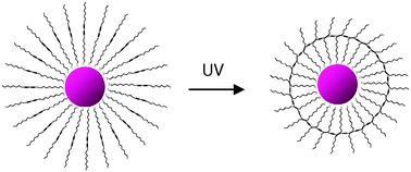 Graphical abstract: Photopolymerization of diacetylene-capped gold nanoparticles