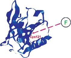 Graphical abstract: Characterization of local polarity and structure of Cys121 domain in β-lactoglobulin with a new thiol-specific fluorescent probe