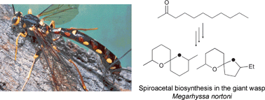 Graphical abstract: Biosynthesis of insect spiroacetals
