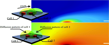 Graphical abstract: Managing evaporation for more robust microscale assays Part 2. Characterization of convection and diffusion for cell biology